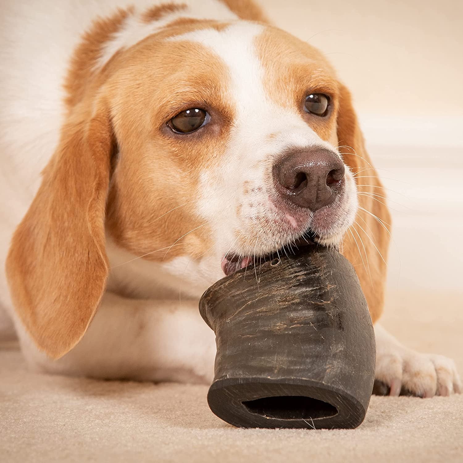 Water Buffalo Dog Chews - 7 Pack of Long Lasting, Grain & Gluten Free Treats, Perfect for Dogs